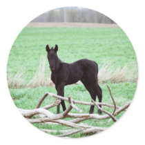 Little Dark Colt stickers by knotth Little Dark Colt stickers