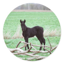 Little Dark Colt stickers by knotth Little Dark Colt stickers