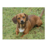 Little dog dashhund mix postcards