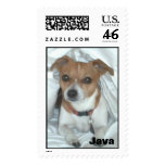 Little dog postage