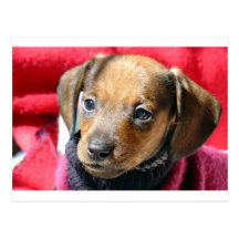 Little dog postcards