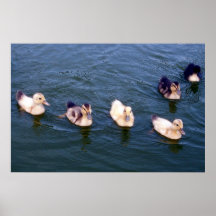 Little Ducklings Poster