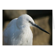 Little Egret cards