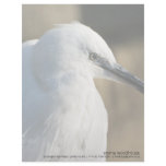 Little Egret Letterhead
