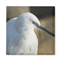 Little Egret magnets