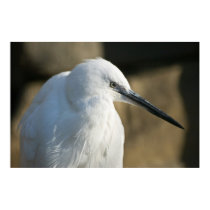 Little Egret posters