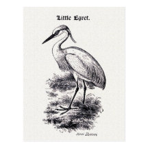 Little Egret Vintage Bird Illustration Post Cards