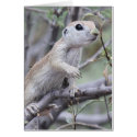 Little Explorer Squirrel Card