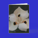 little flower petals cards