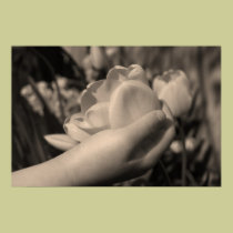 Little Flower posters