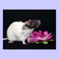 Little Flower - Rat Poster posters