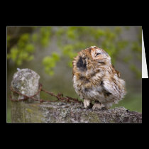 Little Fluff Ball cards