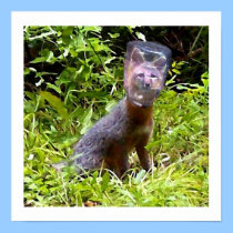 LITTLE FOX WITH JAR ON ITS HEAD posters