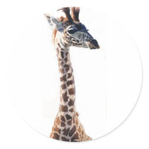 "Little Giraffe" Wildlife Animal Watercolor stickers by PaulJacksonart "Little Giraffe" Wildlife Animal Watercolor stickers