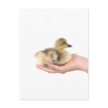 little goose in one hand postcard