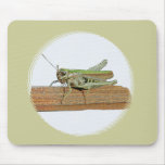Little Green Grasshopper Cartoon