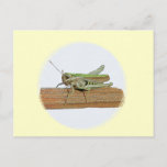 Little Green Grasshopper Cartoon