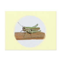 Little Green Grasshopper Cartoon