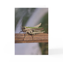 Little Green Grasshopper Christmas Birthday