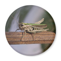Little Green Grasshopper