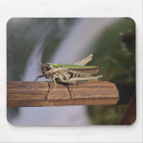 Little Green Grasshopper