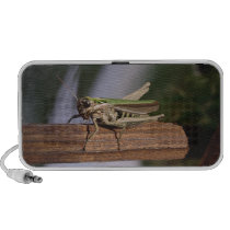 Little Green Grasshopper On A Portable Mp3 Speaker
