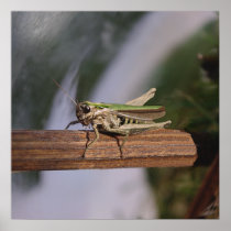 Little Green Grasshopper Print