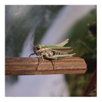 Little Green Grasshopper