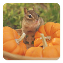Little Harvest Chipmunk Sticker