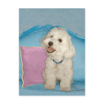 Little Havanese on Turquoise Sofa Postcards
