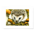 Little hedgehog print