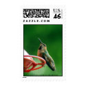 Little Hummingbird postage by katmouse47 Little Hummingbird postage