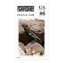 Little Iguana on the Rocks; No Text Postage