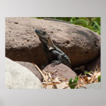 Little Iguana on the Rocks; No Text Poster