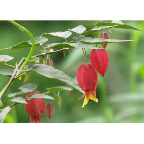 Little Imp Abutilon card