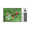 Little Imp Abutilon Flowers postage