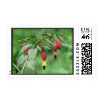 Little Imp Abutilon Flowers postage by naturegirl7 Little Imp Abutilon Flowers postage