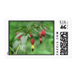 Little Imp Abutilon Flowers Stamp