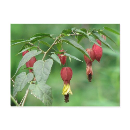 Little Imp Abutilon Flowers postcard