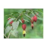 Little Imp Abutilon Flowers Postcards