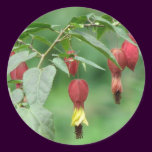 Little Imp Abutilon Flowers stickers