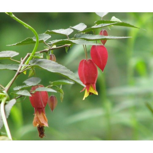 Little Imp Abutilon mousepad
