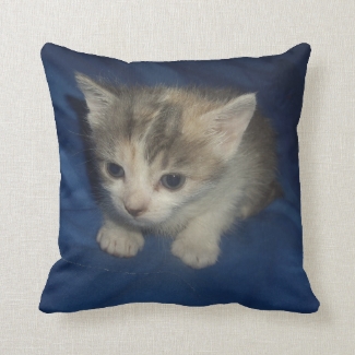 Little Kitten