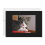 little_kittens (24) adorable fluffy pets cats baby announcement