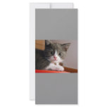 little_kittens (24) adorable fluffy pets cats baby custom rack card