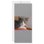 little_kittens (24) adorable fluffy pets cats baby custom rack card