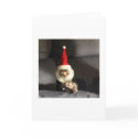 Little Kittie cards by phoneissues Little Kittie cards