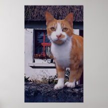 Little kitties-3 posters