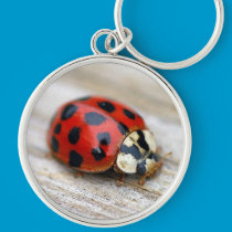 Little Ladybird keychains