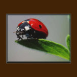 Little Ladybug Postcard